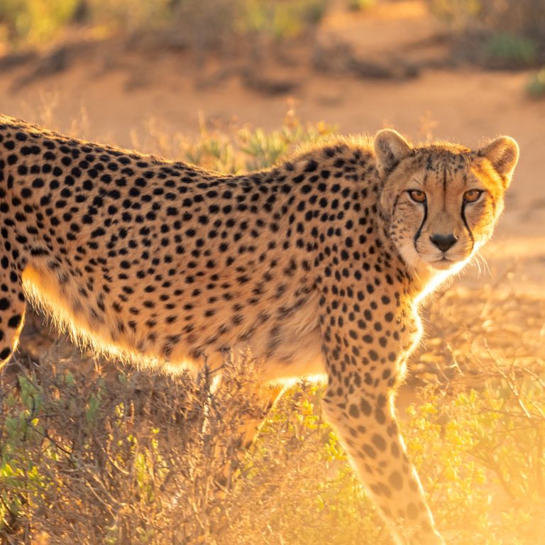 Cheetah