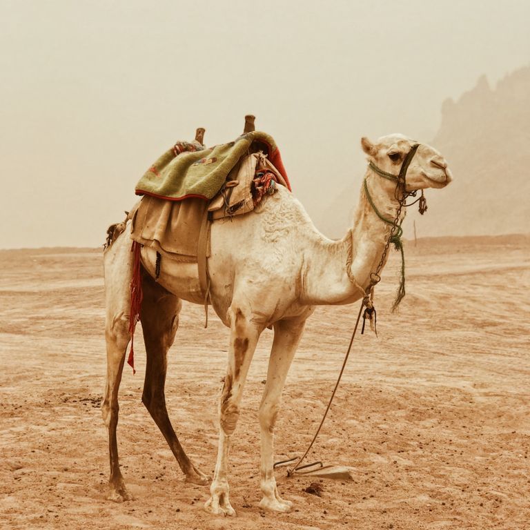 Camel